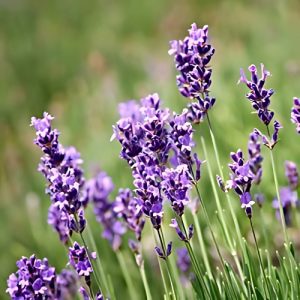 Lavender Margaret Roberts - Lavandula angustifolia 15cm