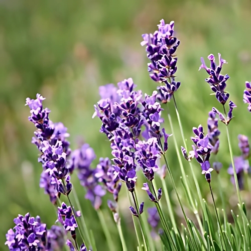 Lavender Margaret Roberts - Lavandula angustifolia 15cm