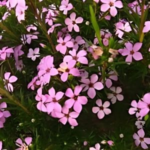 Confetti Bush Pink - Coleonema pulchrum 17cm