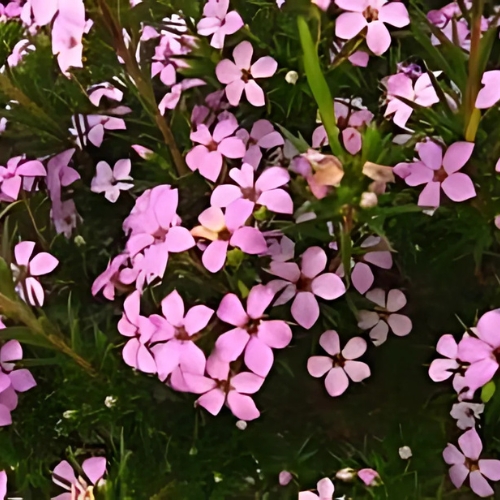 Confetti Bush Pink - Coleonema pulchrum 17cm