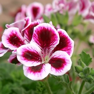 Regal Geranium Deep Double Pink - Pelargonium x domesticum 15cm