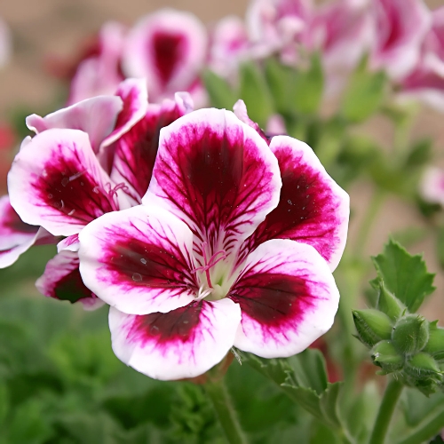 Regal Geranium Deep Double Pink - Pelargonium x domesticum 15cm