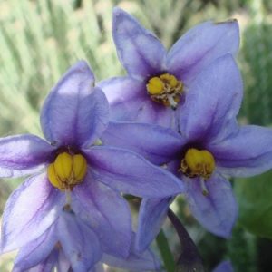 Dune Nightshade - Solanum africanum 17cm