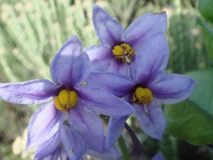 Dune Nightshade - Solanum africanum 17cm