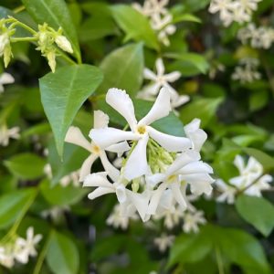 Star Jasmine - Trachelospermum jasminoides 20L