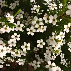 Confetti Bush White - Coleonema pulchrum alba 17cm