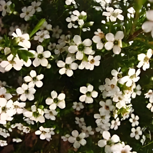 Confetti Bush White - Coleonema pulchrum alba 17cm