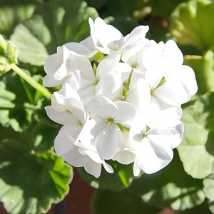 Regal Geranium Greek White - Pelargonium x domesticum 15cm