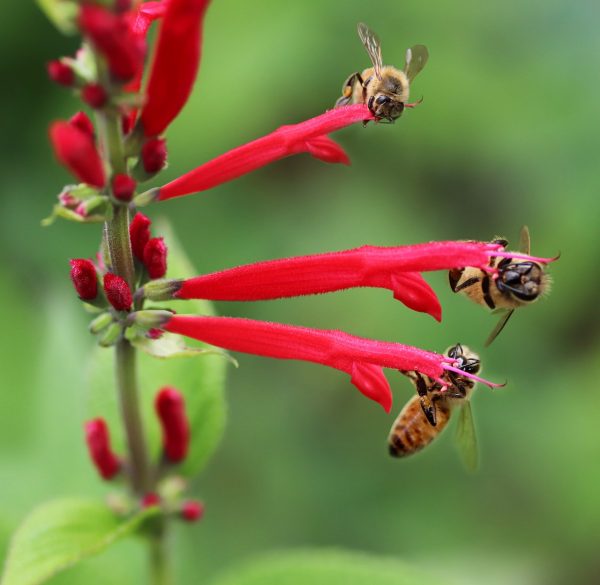 Autumn Sage (Salvia Greggii 'Radio Red') 15cm pot - Image 2