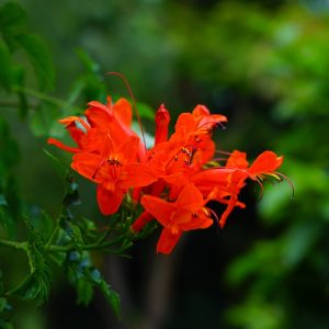 Cape Honeysuckle Red - Tecoma capensis 17cm