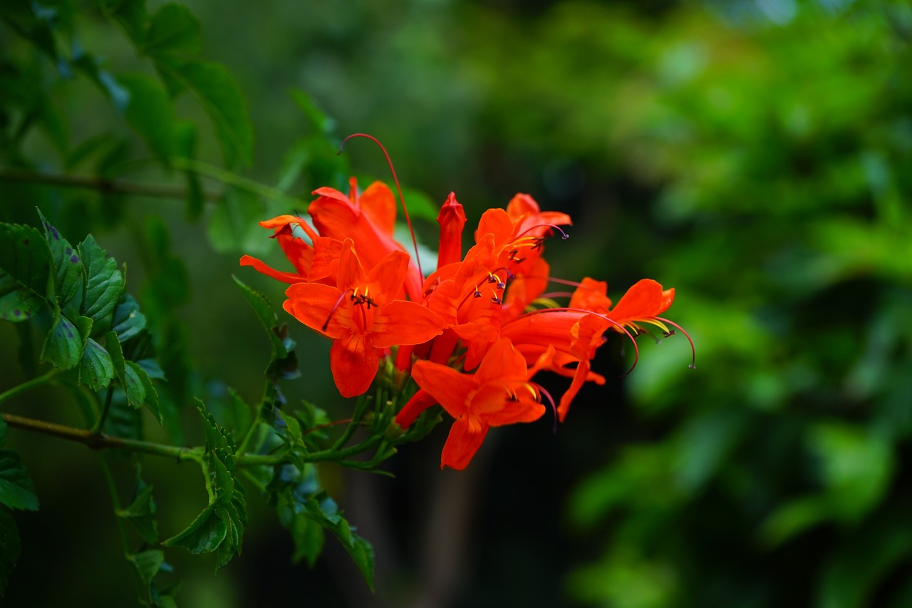 Cape Honeysuckle Red - Tecoma capensis 17cm
