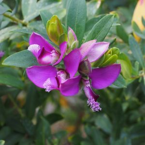 Sweet Pea Shrub Petite - Polygala myrtifolia 17cm