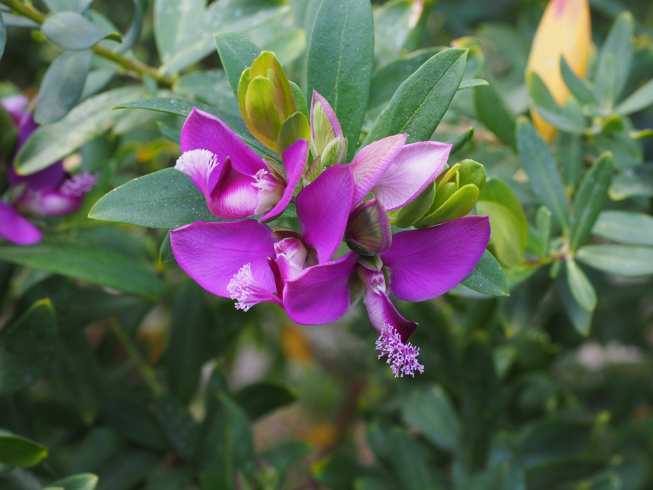 Sweet Pea Shrub Petite - Polygala myrtifolia 17cm