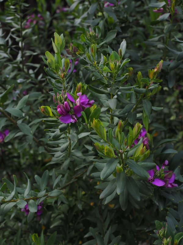 Sweet Pea Shrub (Polygala Myrtifolia Petite) 15cm pot - Image 2