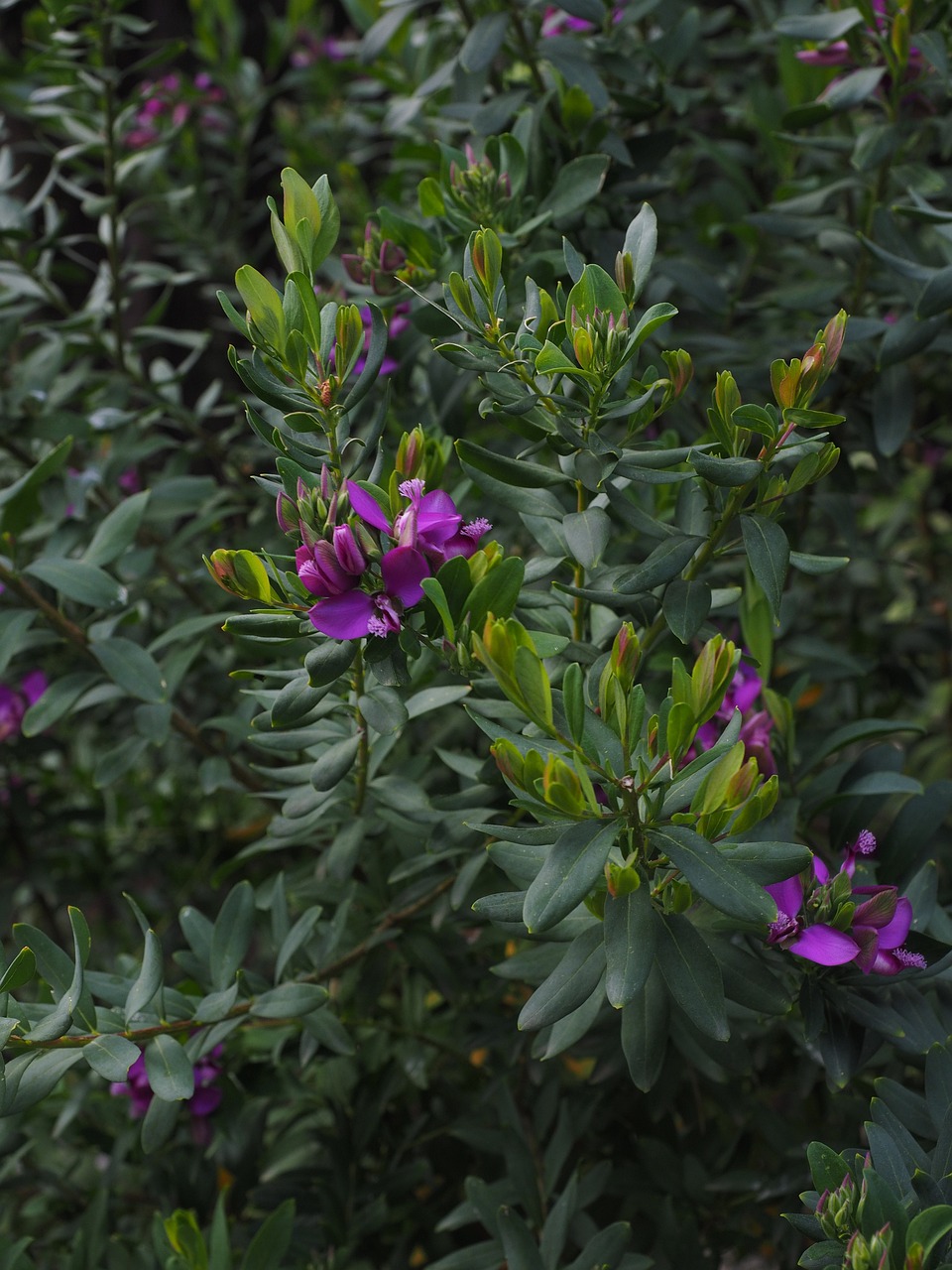 Sweet Pea Shrub Petite - Polygala myrtifolia 17cm - Image 2