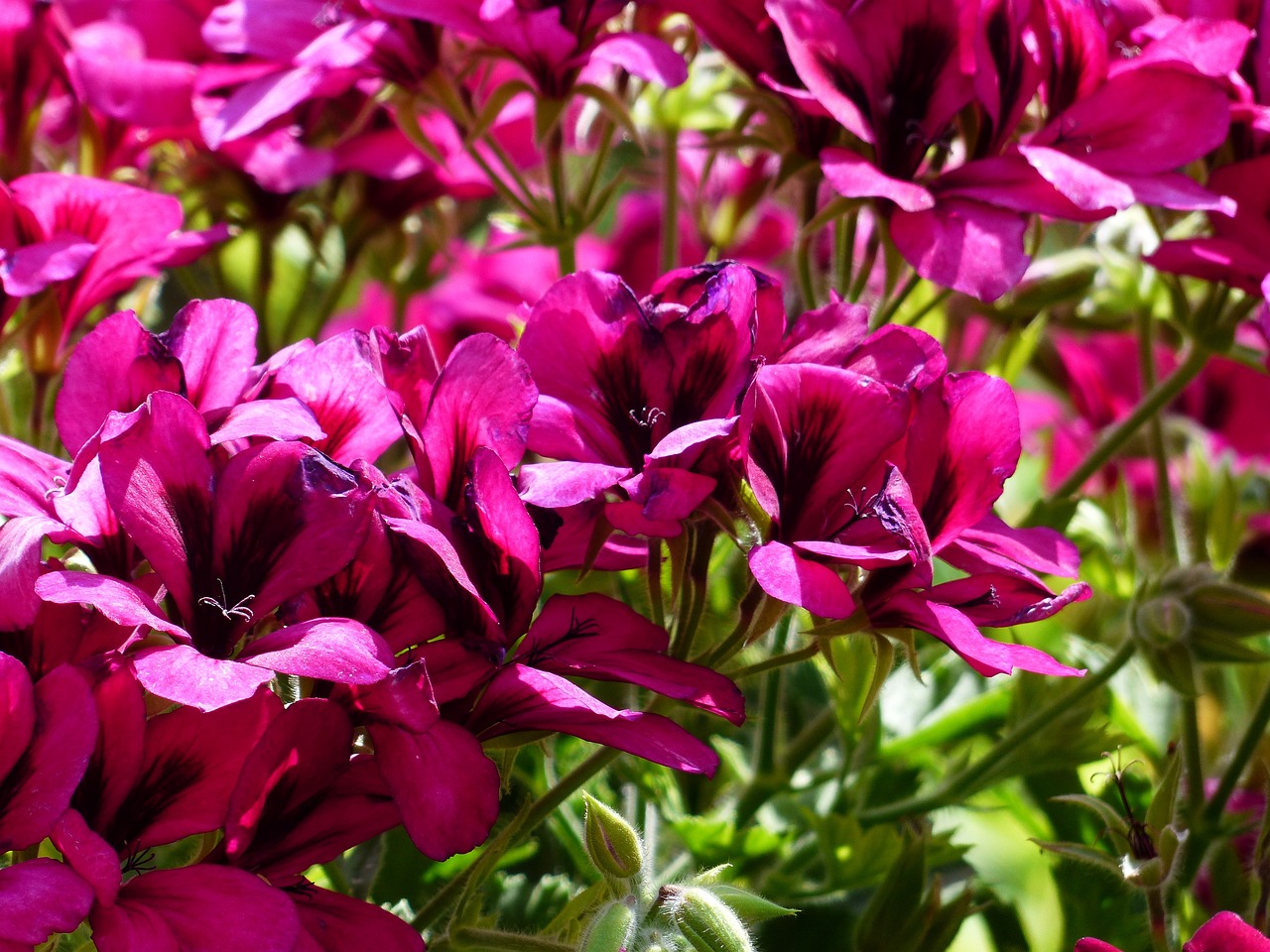 Pelargonium Cordifolium “Valentine”