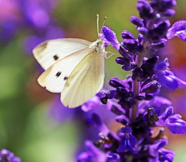 Sage Mystic Spires (Salvia Longispicata x Farinacea) Purple 15cm pot - Image 2