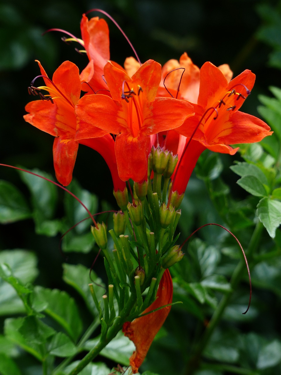 Cape Honeysuckle Red - Tecoma capensis 17cm - Image 2