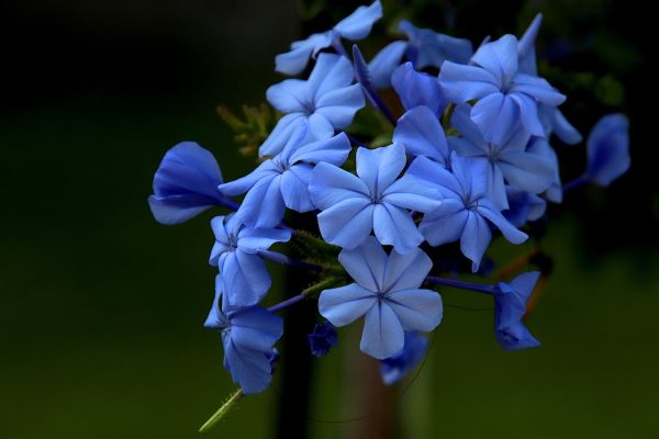 Cape Plumbago (Plumbago Auriculata) Blue 10l