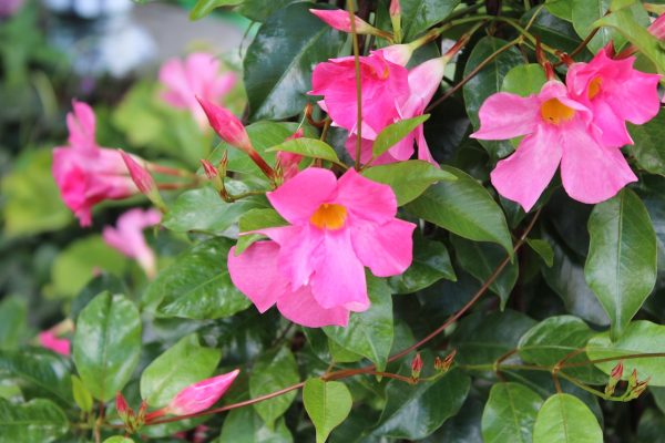 Dipladenia (Dipladenia Dimanta) Opale Grenat 22cm pot