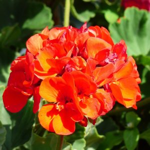 Pelargonium