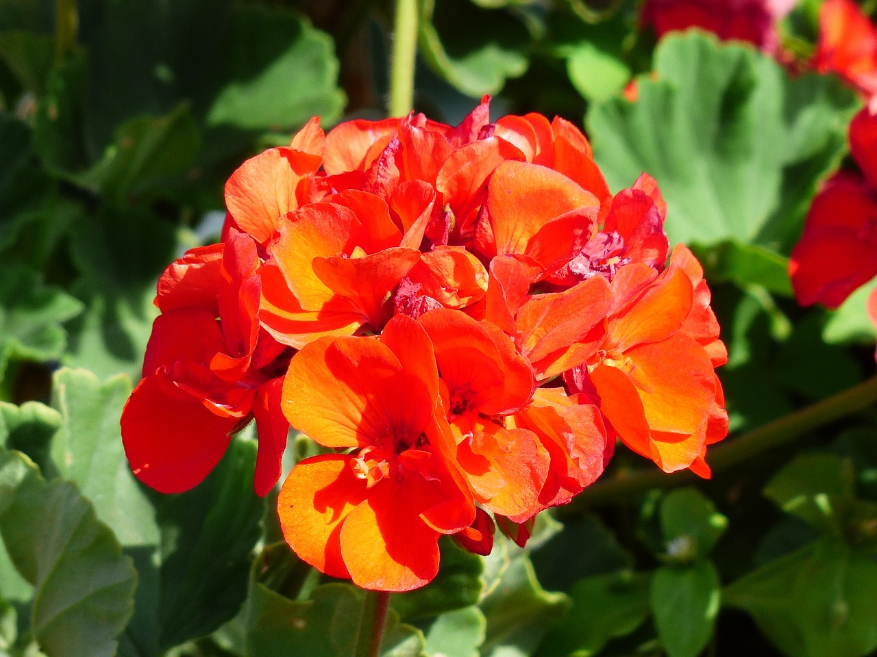 Pelargonium