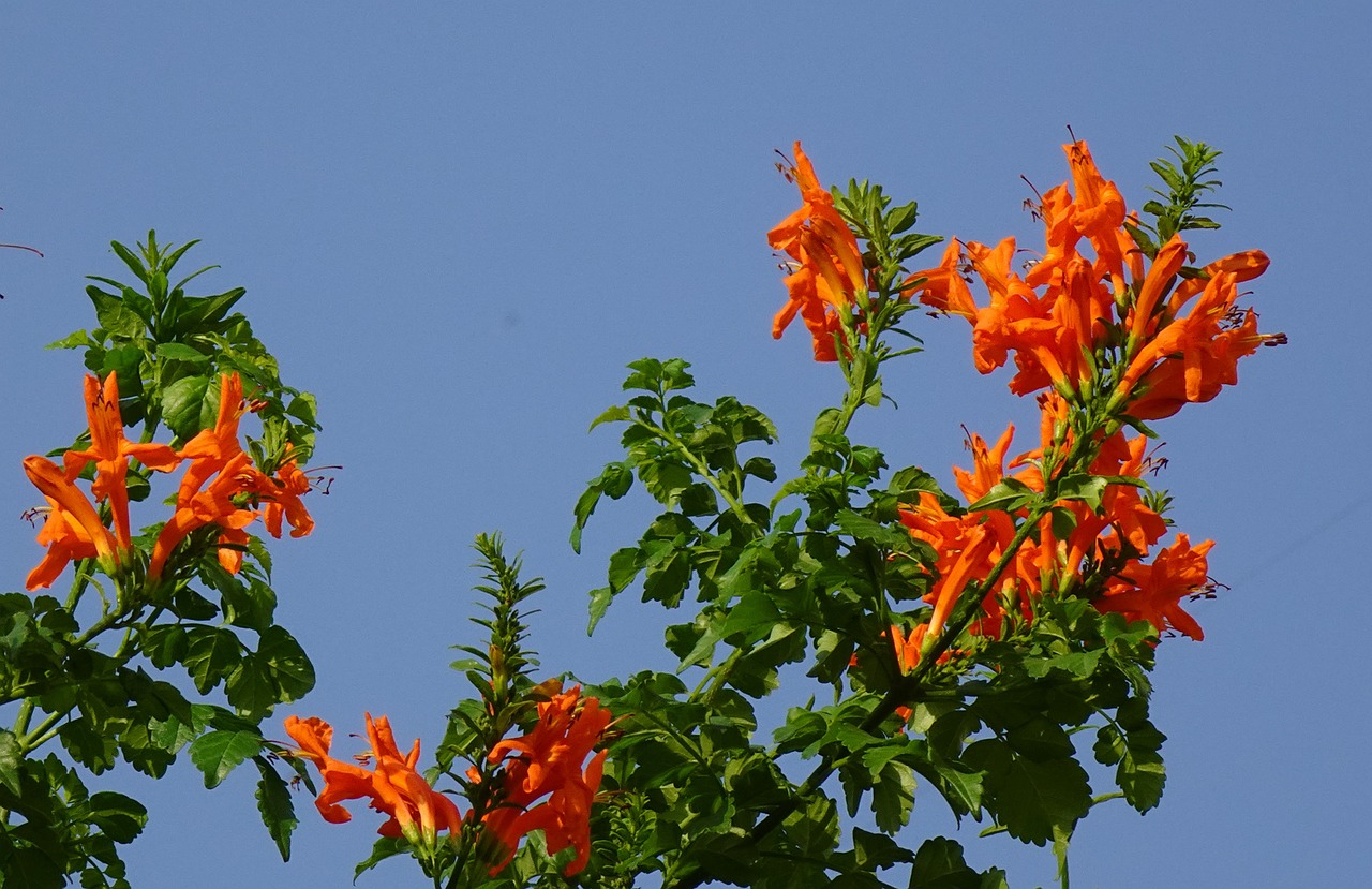 Cape Honeysuckle Red - Tecoma capensis 17cm - Image 3