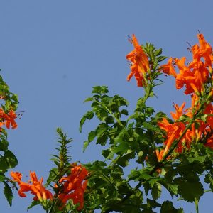 Cape Honeysuckle Orange - Tecoma capensis 17cm