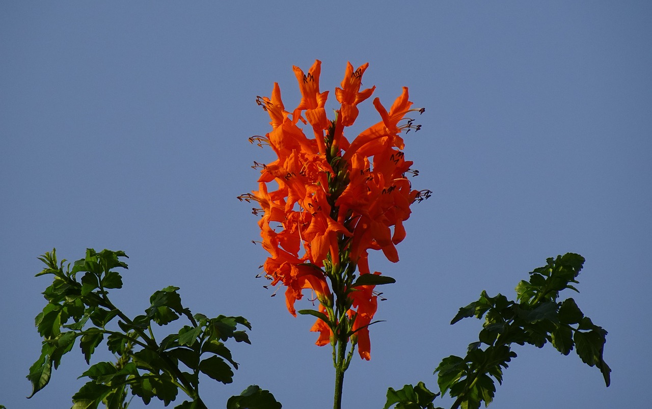 Cape Honeysuckle Orange - Tecoma capensis 17cm - Image 2