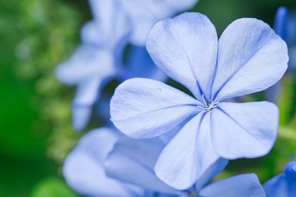 Cape Plumbago (Plumbago Auriculata) Blue 10l - Image 2