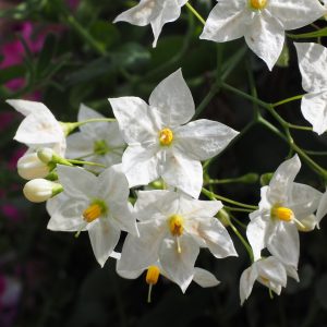 Chilean Potato Vine White - Solanum jasminoides alba 17cm