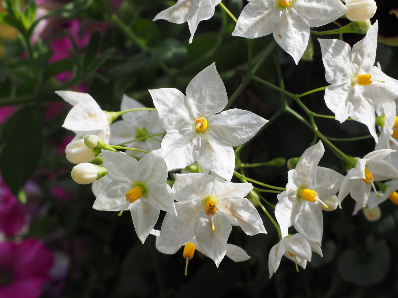 Chilean Potato Vine White - Solanum jasminoides alba 17cm