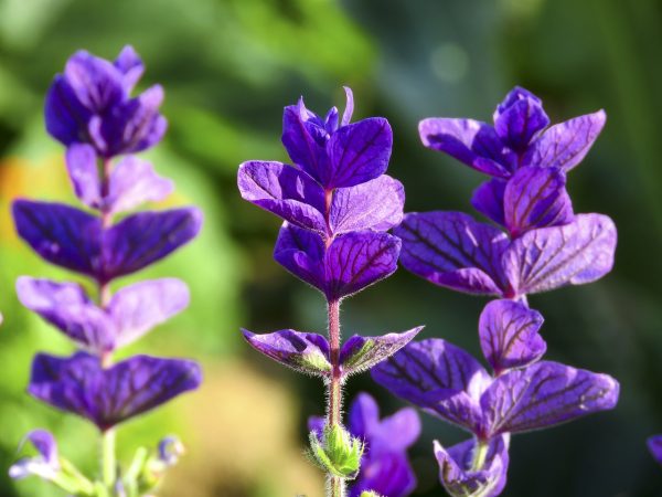 Mexican Bush Sage (Salvia Leucantha Midnight) Purple 17cm pot - Image 2