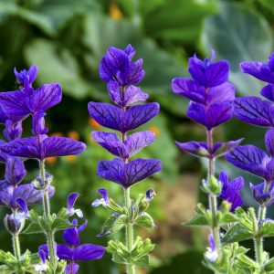 salvia