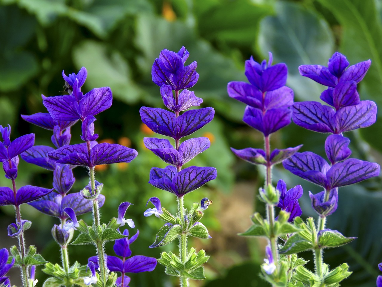 salvia