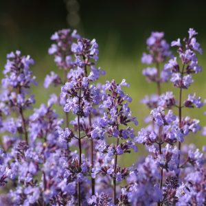 Nepeta X Faassenii