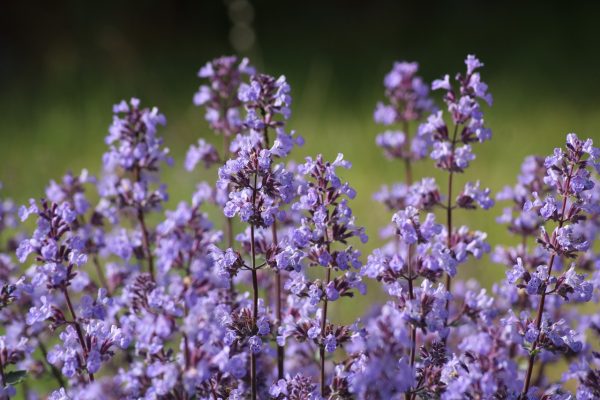 Nepeta X Faassenii