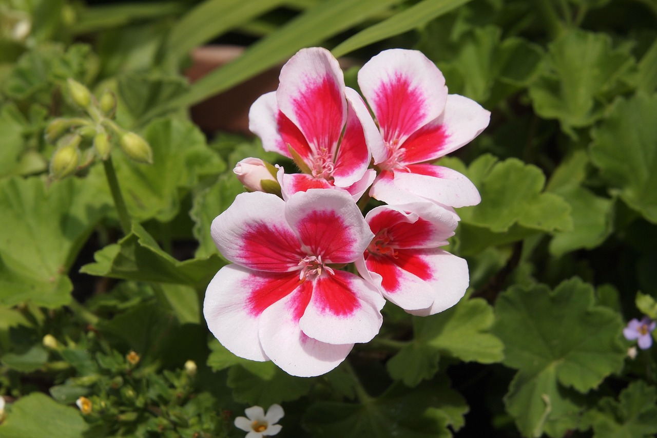 Pelargonium