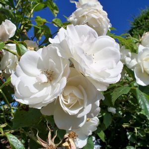 iceberg rose