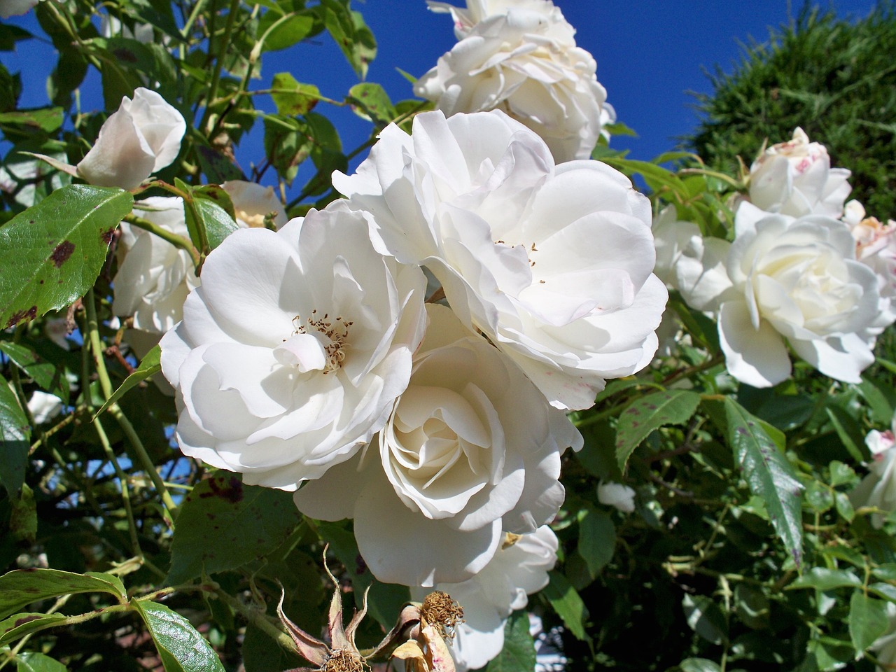 iceberg rose
