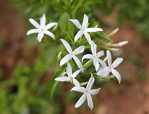 Starry Wild Jasmine (Jasminum Multipartitum) 22cm pot