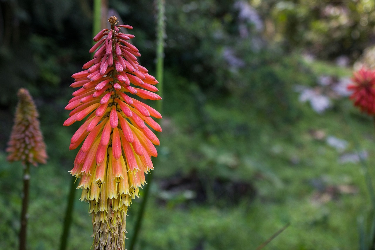 Red Hot Poker - Kniphofia praecox 17cm