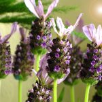 Perennials & Annuals