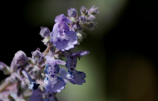 Nepeta X Faassenii