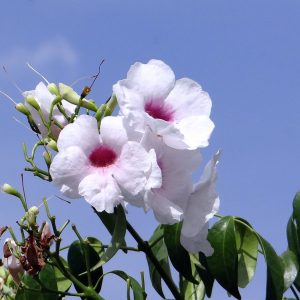 Pandorea Jasminoides