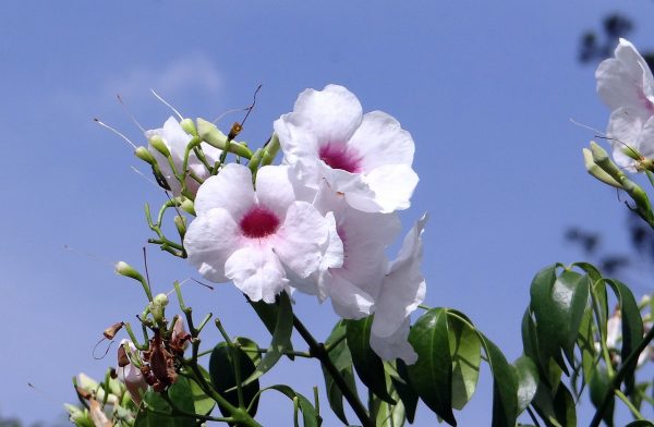 Pandorea Jasminoides