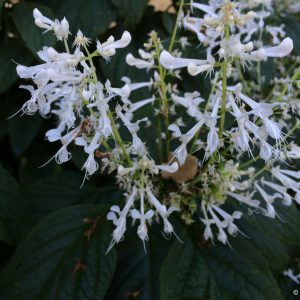 Mona Lavender White - Plectranthus 15cm