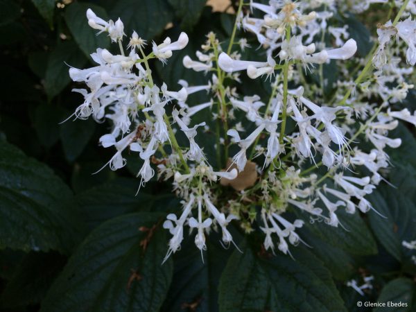 Mona Lavender (Plectranthus Mona) white 15cm pot