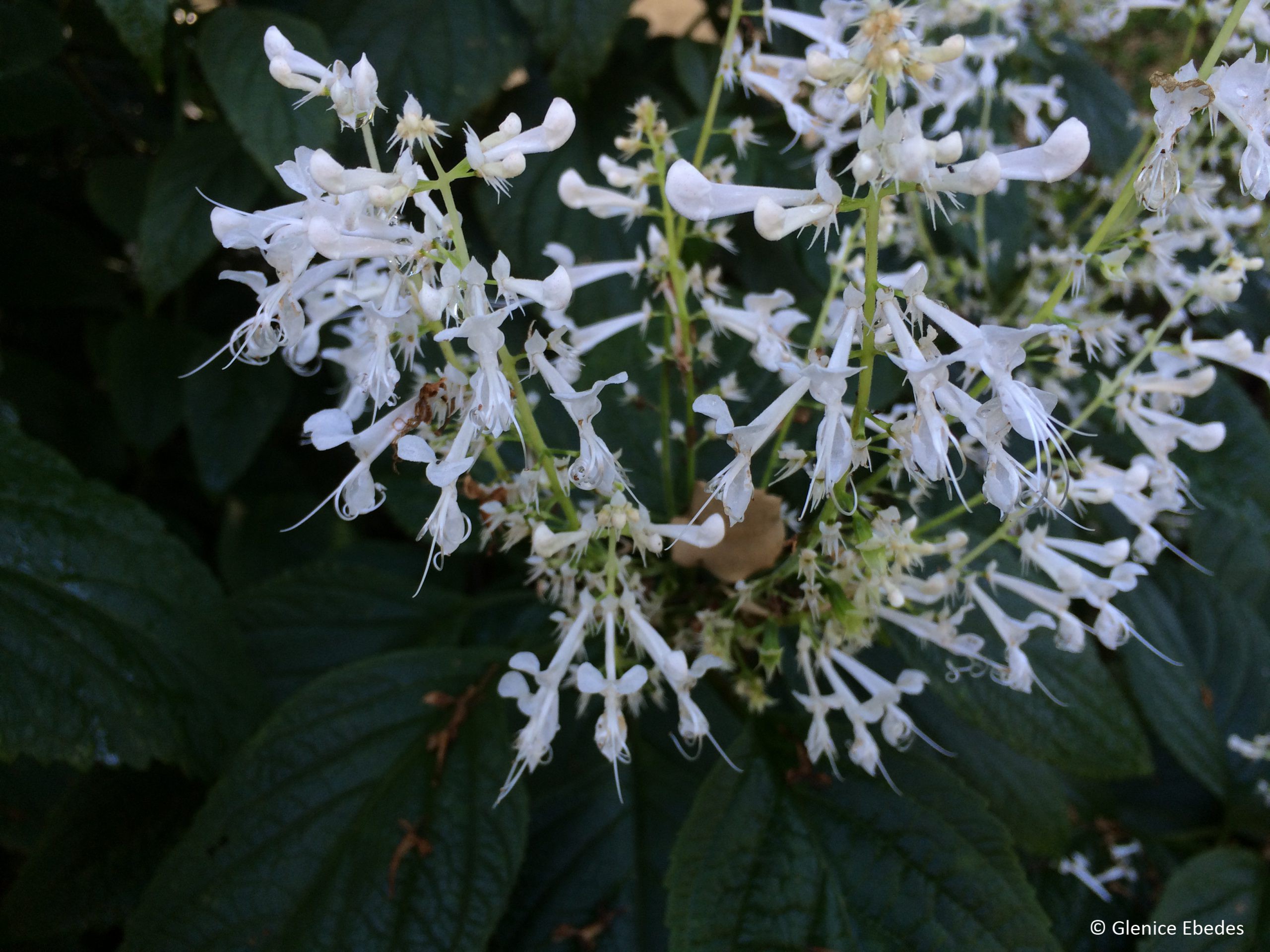 Mona Lavender White - Plectranthus 15cm