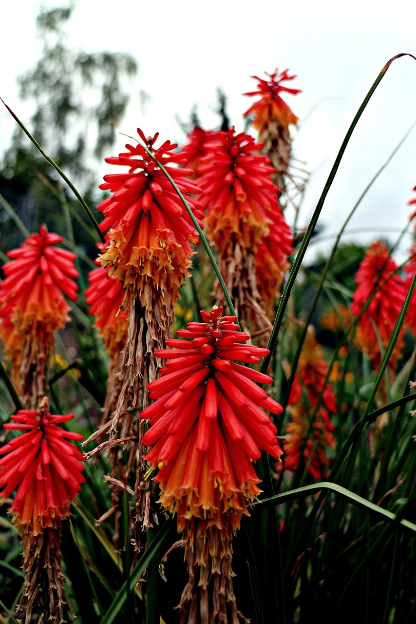 Red Hot Poker - Kniphofia praecox 17cm - Image 2